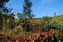 San damiano d'Asti - Colori d'autunno 2009_25